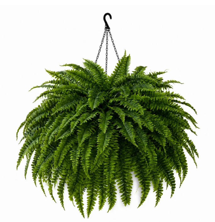 🌿✨ Glowing Boston Ferns with Lights – Zero Watering, Zero Maintenance